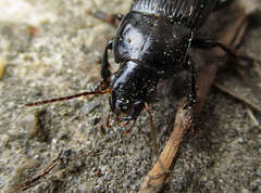 Harpalus caspius
