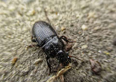 Harpalus caspius