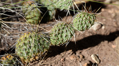 Opuntia polyacantha polyacantha