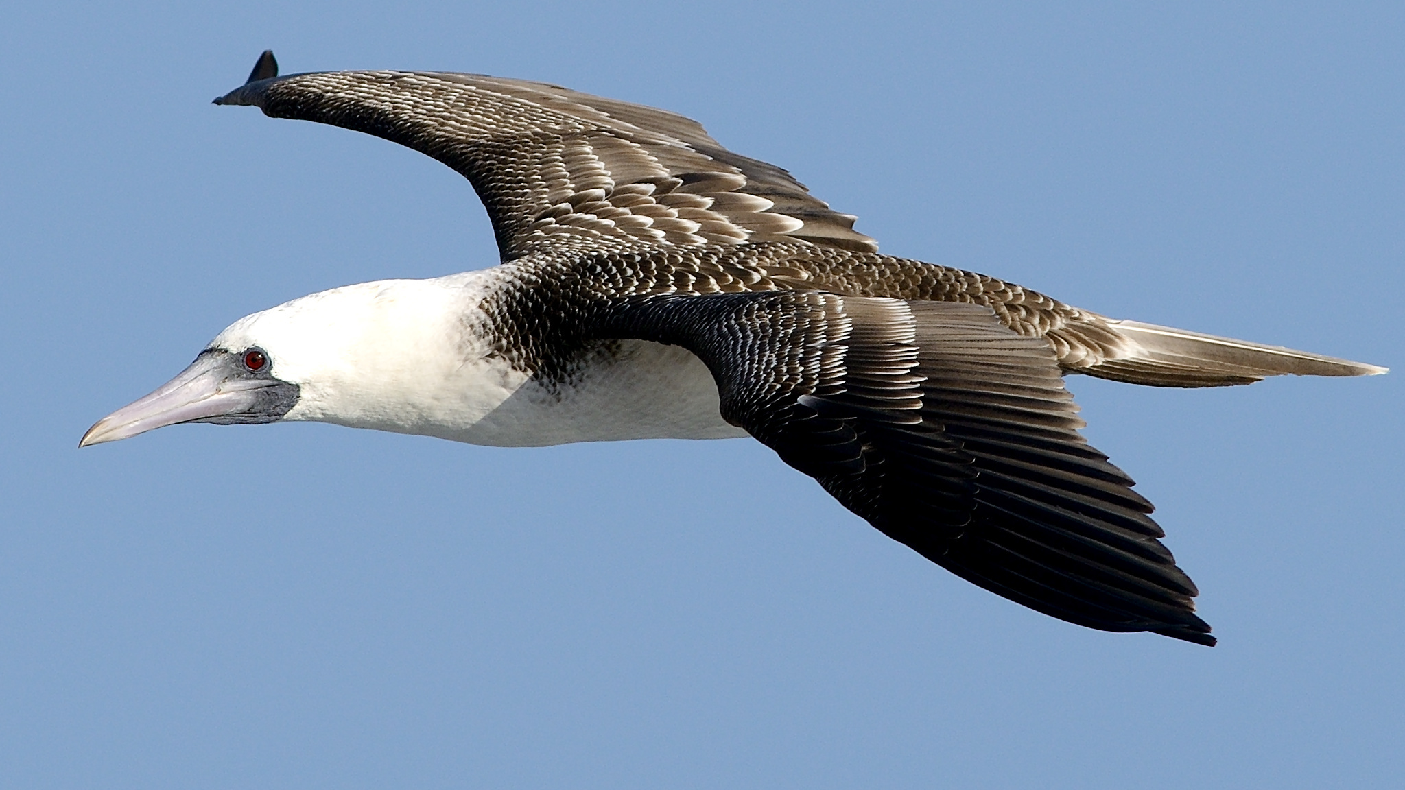 Peruvian Booby (Sula variegata)  iNaturalist