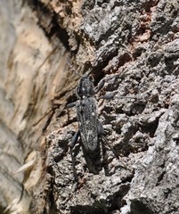Xylotrechus rusticus