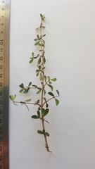 Coprosma propinqua