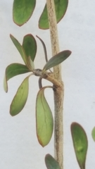 Coprosma propinqua