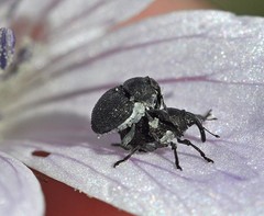 Zacladus geranii