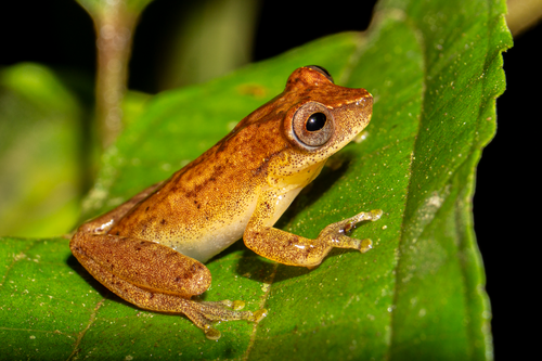 Bertha's Treefrog, Dendropsophus berthalutzae
