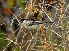 Dryoscopus cubla okavangensis
