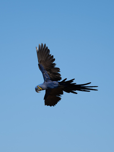 Hyacinth Macaw