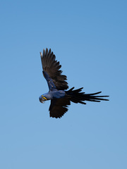 Hyacinth Macaw photo 3