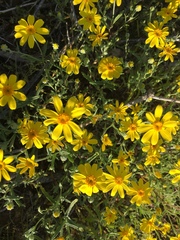 Eriophyllum ambiguum