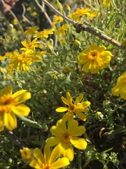 Eriophyllum ambiguum