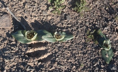 Colchicum coloratum burchellii