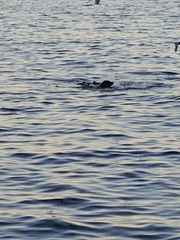 Zalophus californianus