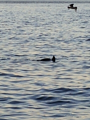 Zalophus californianus