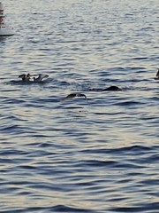Zalophus californianus