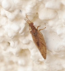Micromus angulatus