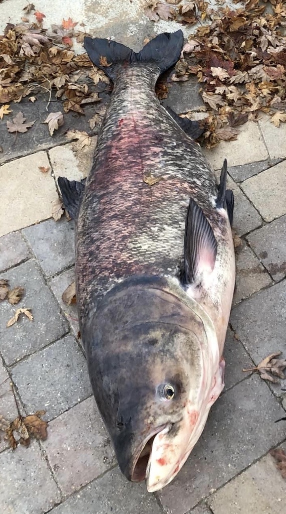 Bighead Carp from Hanson's Lake 2, Bellevue, NE, US on October 27, 2023