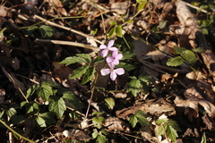 Cardamine quinquefolia