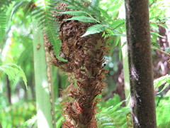 Cyathea milnei