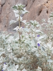 Salvia funerea