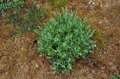 Artemisia fragrans