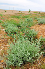 Artemisia fragrans