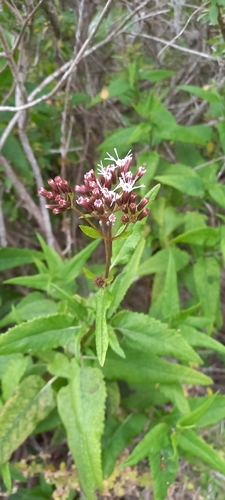 Image of Aristeguietia salvia by (c) Orlando Fuenzalida, some rights reserved (CC BY)
