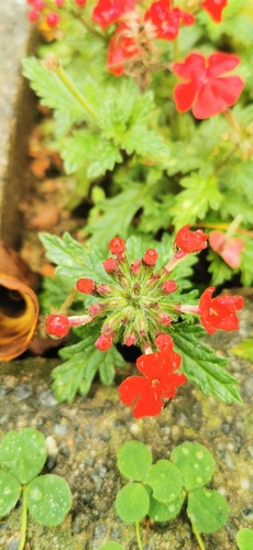 garden verbena (Glandularia ×)