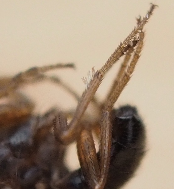 Stigmatomyces majewskii