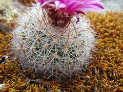 Echinofossulocactus ochoterenaus