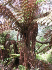 Cyathea milnei
