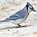 Blue Jay - Photo (c) whitemudwayne, some rights reserved (CC BY-NC)