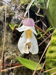 Utricularia praetermissa image