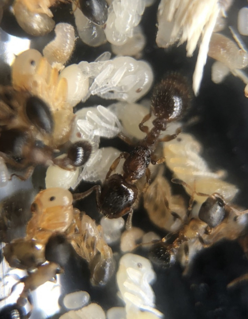 Harpagoxenus canadensis