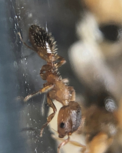 Harpagoxenus canadensisHarpagoxenus canadensis