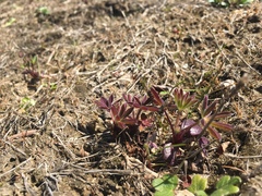 Lupinus rivularis