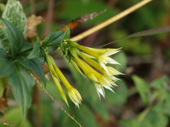 Lisianthius seemannii