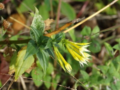 Lisianthius seemannii