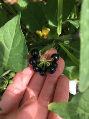 Solanum americanum