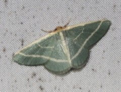 Mixocera latilineata