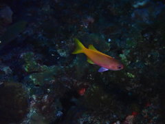 Pseudanthias pictilis