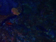 Pycnochromis