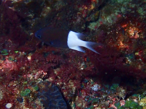 Pycnochromis iomelas
