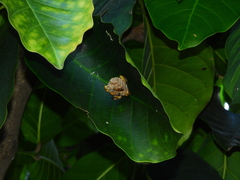 Mischocyttarus cerberus