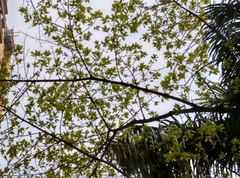 Ficus virens sublanceolata