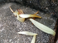 Ficus virens sublanceolata