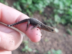Gonatodes caudiscutatus