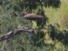 Scopus umbretta umbretta