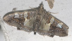 Glyphodes cosmarcha