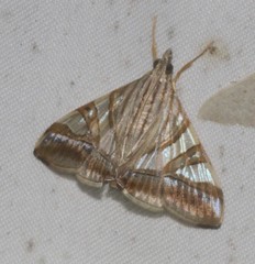 Agrioglypta zelimalis