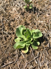 Grindelia integrifolia